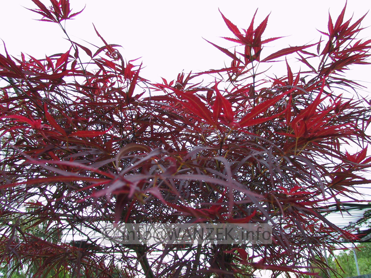 Acer palmatum Red Pygmy3.JPG